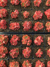 Load image into Gallery viewer, Echeveria Flori Anna small cluster - April Farm/Rare Succulents