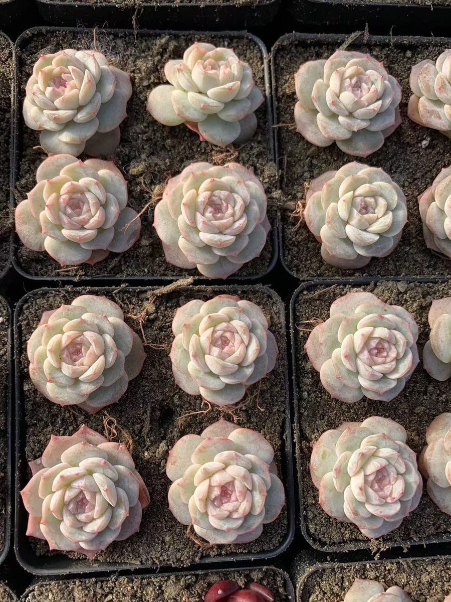 pure succulents Echeveria Pure Love
