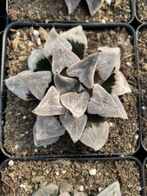 Load image into Gallery viewer, Haworthia pygmaea - April Farm/Rare Succulents