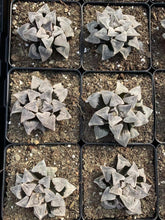 Load image into Gallery viewer, Haworthia pygmaea - April Farm/Rare Succulents
