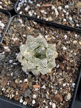 Load image into Gallery viewer, Haworthia cooperi cv. variegata Crystal “White Spots” - April Farm/Rare Succulents