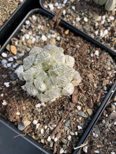 Load image into Gallery viewer, Haworthia cooperi cv. variegata Crystal “White Spots” - April Farm/Rare Succulents