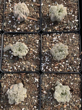 Load image into Gallery viewer, Haworthia cooperi cv. variegata Crystal “White Spots” - April Farm/Rare Succulents