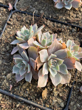 Load image into Gallery viewer, Echeveria Silver Queen Variegated(cluster may fall apart) - April Farm/Rare Succulents