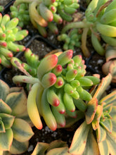 Load image into Gallery viewer, Sedum pachyphyllum Rose - April Farm/Rare Succulents