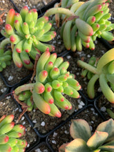 Load image into Gallery viewer, Sedum pachyphyllum Rose - April Farm/Rare Succulents