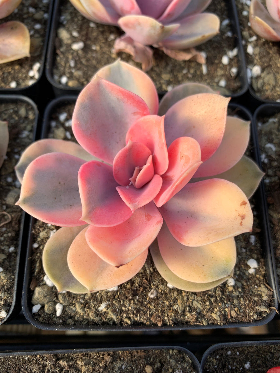 west rainbow succulent Echeveria Rainbow