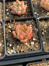 Load image into Gallery viewer, Echeveria Quartz (mini succulent single head) - April Farm/Rare Succulents