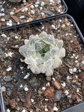 Load image into Gallery viewer, Haworthia cooperi cv. variegata Crystal “White Spots” - April Farm/Rare Succulents