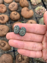 Load image into Gallery viewer, Conophytum minimum wittebergense (has dry skin) - April Farm/Rare Succulents
