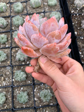 Load image into Gallery viewer, Echeveria large Orange Monroe - April Farm/Rare Succulents