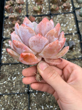 Load image into Gallery viewer, Echeveria large Orange Monroe - April Farm/Rare Succulents