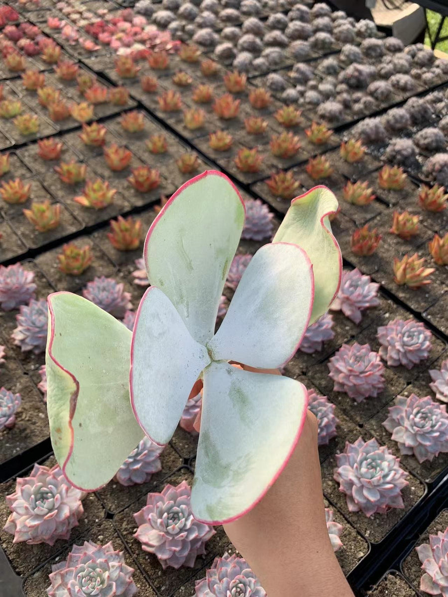 Cotyledon orbiculata 'Hakubi' - April Farm/Rare Succulents