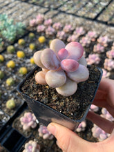 Load image into Gallery viewer, Graptopetalum Amethystinum - April Farm/Rare Succulent