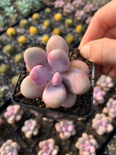 Load image into Gallery viewer, Graptopetalum Amethystinum - April Farm/Rare Succulent