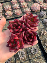 Load image into Gallery viewer, Echeveria Agavoides Cayenne - April Farm/Rare Succulents