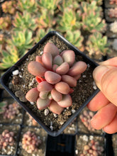 Load image into Gallery viewer, Graptoveria 'Avant-garde' - April Farm/Rare Succulents