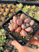 Load image into Gallery viewer, Graptoveria 'Avant-garde' - April Farm/Rare Succulents