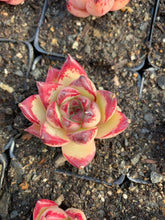 Load image into Gallery viewer, Echeveria Agavoides Ebony sp. Hoku - April Farm/Rare Succulents