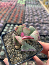Load image into Gallery viewer, Adromischus Triflorus 'Calico Hearts' - April Farm/Rare Succulents
