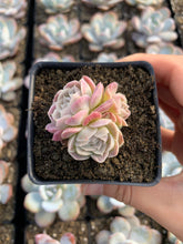 Load image into Gallery viewer, Echeveria White Elegans sp. (mini succulent) - April Farm/Rare Succulents