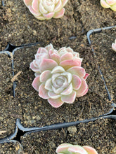 Load image into Gallery viewer, Echeveria White Elegans sp. (mini succulent) - April Farm/Rare Succulents