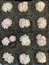 Load image into Gallery viewer, Echeveria White Elegans sp. (mini succulent) - April Farm/Rare Succulents