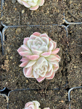 Load image into Gallery viewer, Echeveria White Elegans sp. (mini succulent) - April Farm/Rare Succulents