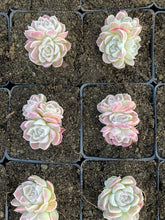 Load image into Gallery viewer, Echeveria White Elegans sp. (mini succulent) - April Farm/Rare Succulents