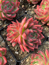 Load image into Gallery viewer, Echeveria Flori Anna - April Farm/Rare Succulents