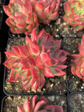Load image into Gallery viewer, Echeveria Flori Anna - April Farm/Rare Succulents