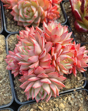 Load image into Gallery viewer, Echeveria Linde Anna - April Farm/Rare Succulents