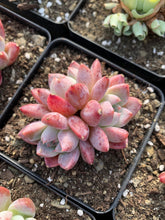 Load image into Gallery viewer, Echeveria Iceberg "Alba Beauty" - April Farm/Rare Succulents