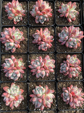 Load image into Gallery viewer, Echeveria Iceberg "Alba Beauty" - April Farm/Rare Succulents