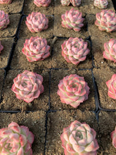 Load image into Gallery viewer, Echeveria Elegans sp. Peach Queen - April Farm/Rare Succulents