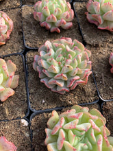 Load image into Gallery viewer, Echeveria Fly to the sky - April Farm/Rare Succulents