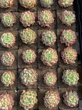 Load image into Gallery viewer, Echeveria Fly to the sky - April Farm/Rare Succulents