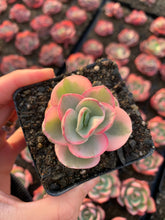 Load image into Gallery viewer, Echeveria Variegated Sunyan single head - April Farm/Rare Succulents