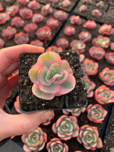 Load image into Gallery viewer, Echeveria Variegated Sunyan single head - April Farm/Rare Succulents
