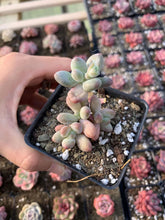 Load image into Gallery viewer, Pachyphytum garciae “apple cheese” - April Farm/Rare Succulents