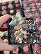 Load image into Gallery viewer, Pachyphytum garciae “apple cheese” - April Farm/Rare Succulents