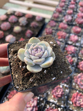 Load image into Gallery viewer, Echeveria Tiny Burger (mini succulent single head) - April Farm/Rare Succulents