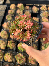 Load image into Gallery viewer, Aeonium sedifolium variegated - April Farm/Rare Succulents