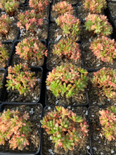 Load image into Gallery viewer, Aeonium sedifolium variegated - April Farm/Rare Succulents