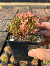 Load image into Gallery viewer, Aeonium sedifolium variegated - April Farm/Rare Succulents