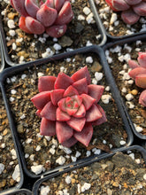 Load image into Gallery viewer, Echeveria Pink 'Zaragosa' x Elegans - April Farm/Rare Succulents