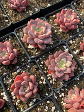 Load image into Gallery viewer, Echeveria Pink 'Zaragosa' x Elegans - April Farm/Rare Succulents