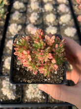 Load image into Gallery viewer, Aeonium sedifolium variegated - April Farm/Rare Succulents