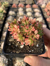 Load image into Gallery viewer, Aeonium sedifolium variegated - April Farm/Rare Succulents