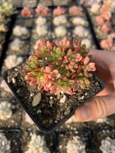 Load image into Gallery viewer, Aeonium sedifolium variegated - April Farm/Rare Succulents